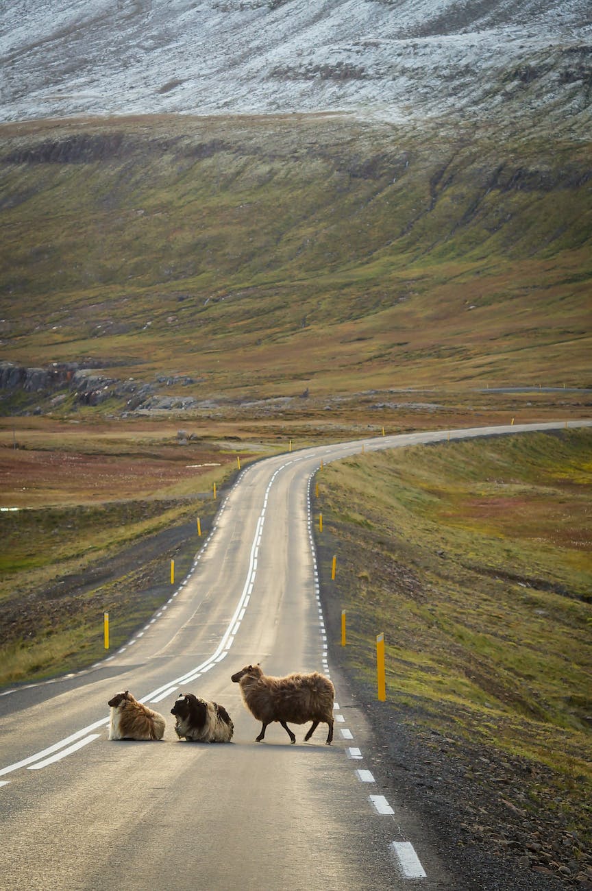 three animals crossing the country road