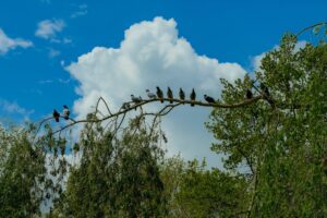 birds perched on brown tree branch