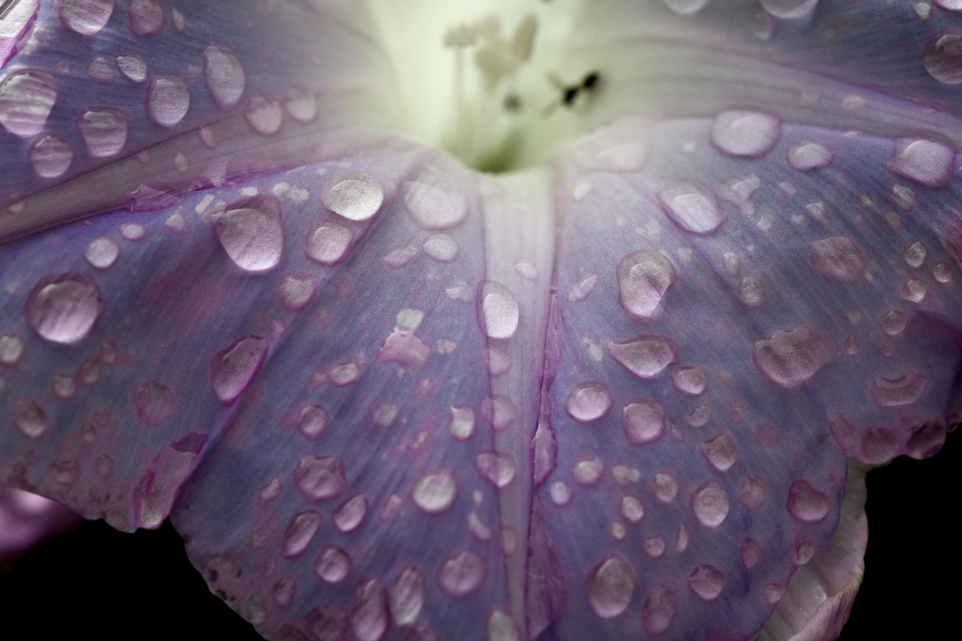 wet petals of a purple morning glory flower