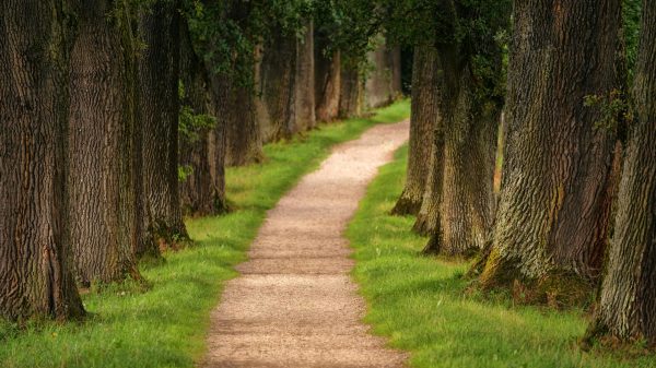 pathway in between trees